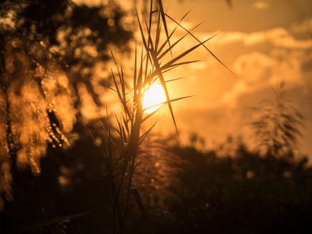 Sunrise in the morning, sunrise with  grassの写真素材