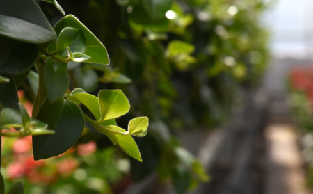 Plant leavesの写真素材