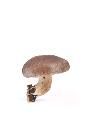 mushroomの写真素材