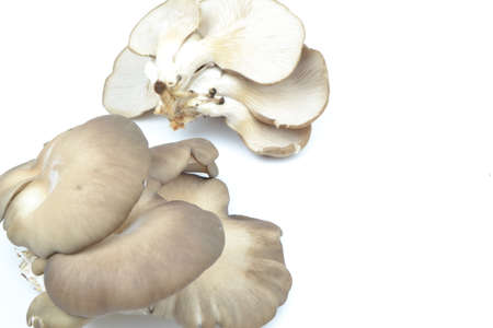 mushroomの写真素材