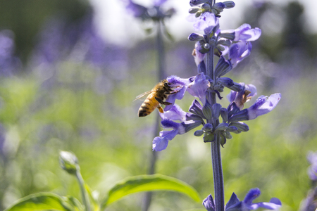Bees and lavender