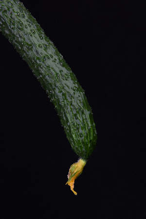 cucumberの写真素材