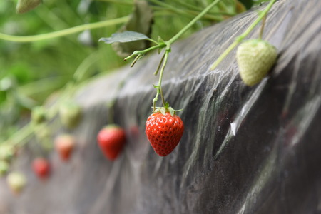Fresh strawberryの写真素材