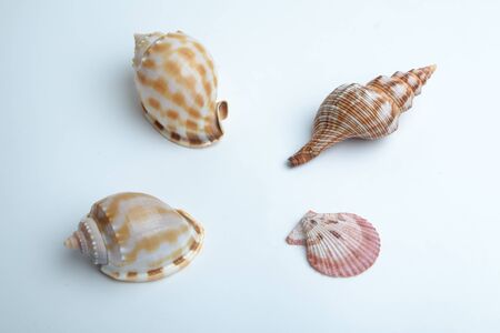 conchの写真素材