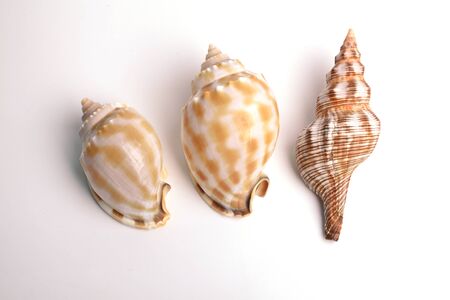 conch