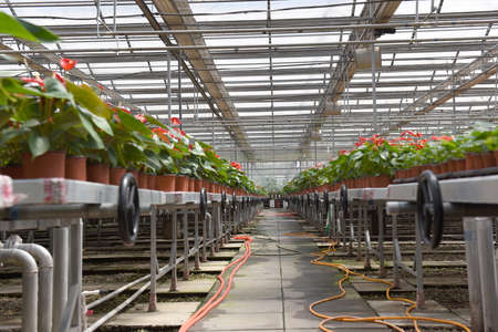 Green plants in green houseのeditorial素材