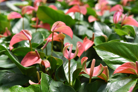 The close-up of Anthuriumの写真素材