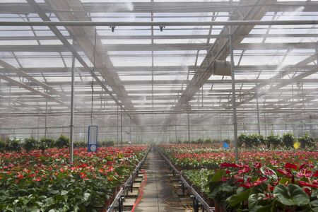 Green plants in green houseのeditorial素材