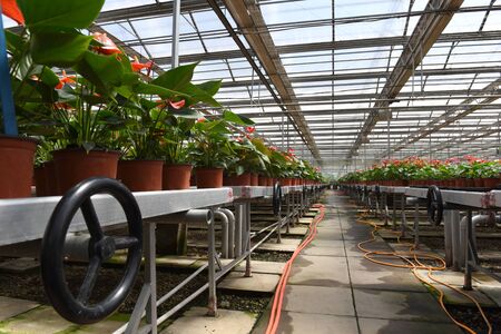 Green plants in green houseのeditorial素材