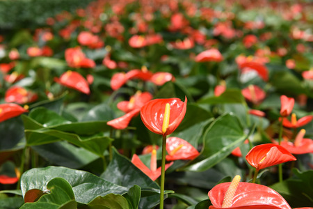 Anthuriumの写真素材