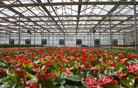 Anthurium in the greenhouseのeditorial素材