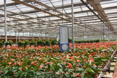 Moisture meter in Greenhouseのeditorial素材