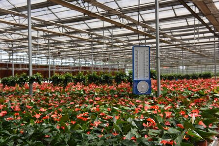 Moisture meter in Greenhouseのeditorial素材