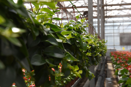 Feature of green plantsの写真素材