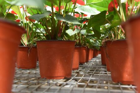 Anthurium flowersの写真素材
