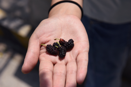The hands of mulberryの写真素材