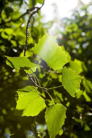 A close-up of a leaf.の写真素材