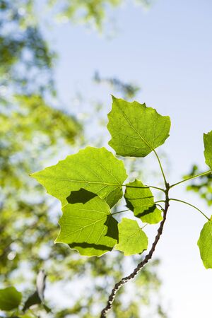 A close-up of a leaf.の写真素材