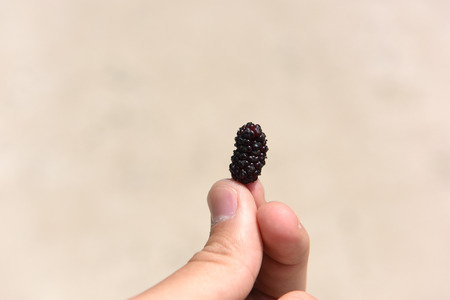 mulberryの写真素材