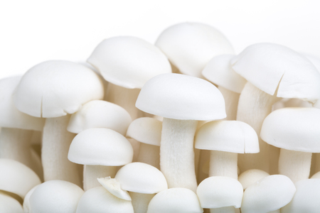 White shimeji mushrooms on white backgroundの写真素材