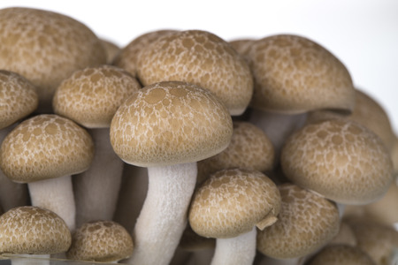 Hon Shimeji edible exotic mushrooms isolated against white.の写真素材