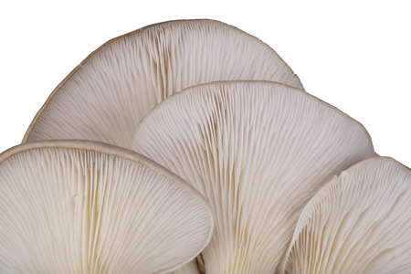 Oyster mushroom gills macroの写真素材