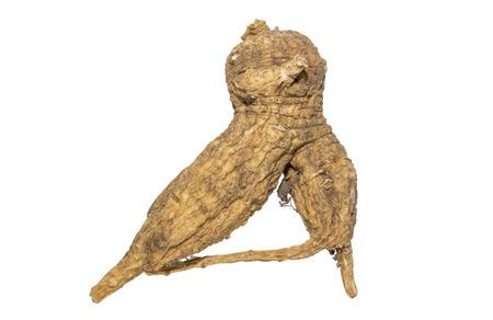The shape of Ginseng root look like human on white backgroundの写真素材