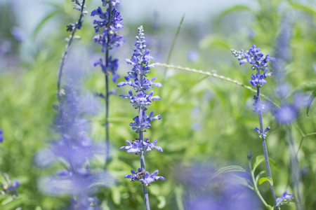 Lavender flowers in the fieldの写真素材