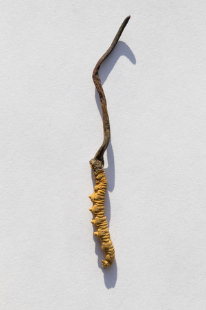 Caterpillar fungusの写真素材