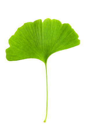 Ginkgo leaf on the white backgroundの写真素材