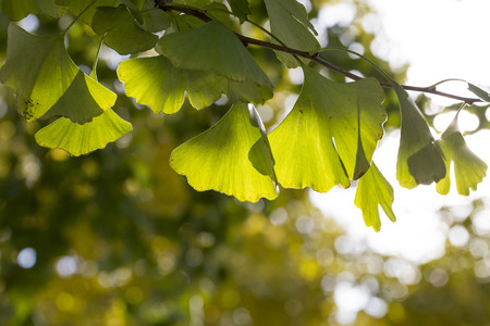 Ginkgo tree leaf in natureの写真素材