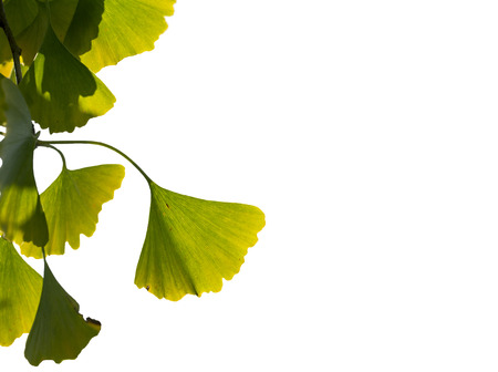 Autumnal ginkgo tree leaf backgroundの写真素材