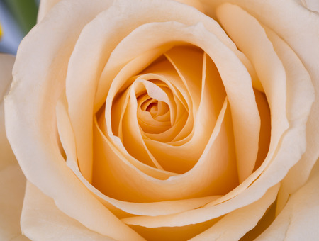 Close up of a yellow rose. Soft focused.の写真素材
