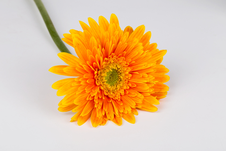 orange Chrysanthemum flowerの写真素材