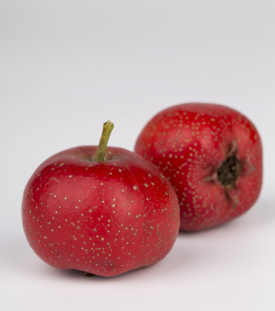 Fresh hawthorn on white background.の写真素材