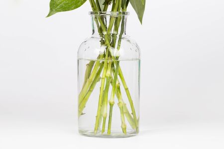 The closeup of flower white lilies root in a vaseの写真素材