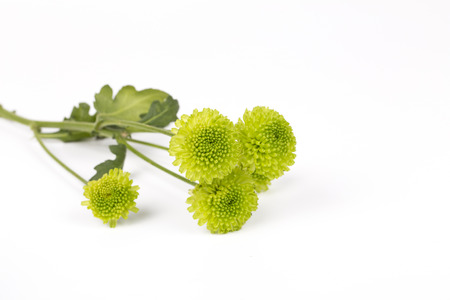 Green Chrysanthemum Flower Isolated on White Background.の写真素材