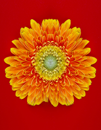 Yellow flower Barberton daisy closeup on the red backgroundの写真素材