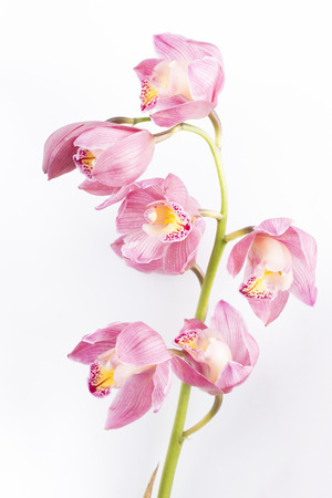 Branch of pink orchid isolated on white background.の写真素材