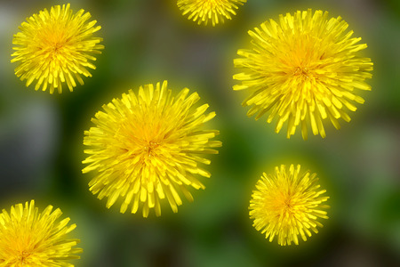 Dandelion flowers for nature backgroundの写真素材