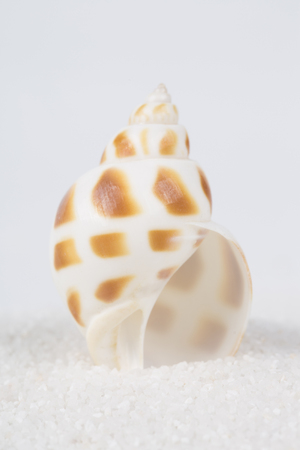 One beautiful Beach shell in white sand