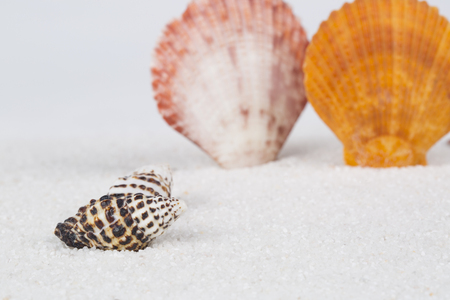 Beach shell in white sand like a summer vacation backgroundの写真素材