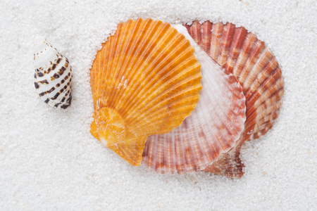 Beach shell in white sand like a summer vacation backgroundの写真素材