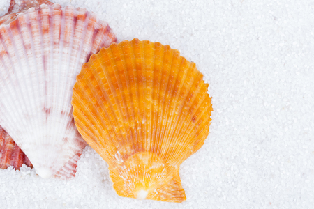 Closeup of beach shell in white sand as for a vacation backgroundの写真素材