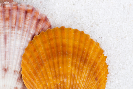Closeup of beach shell in white sand as for a vacation backgroundの写真素材