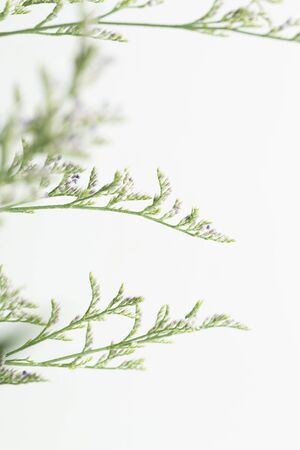 Pink baby's breath flowers on white background copy space, soft and delicate floral pattern.の写真素材