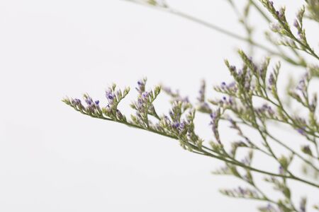 Pink baby's breath flowers on white background copy space, soft and delicate floral pattern.の写真素材