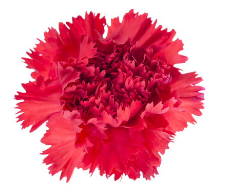 Red carnation flower on a white backgroundの写真素材