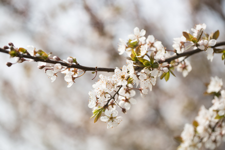 Spring time - closeup of beautiful flowers with branchの写真素材