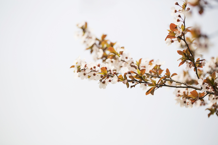 Spring time - closeup of beautiful flowers with branchの写真素材